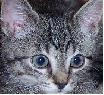 images/avatars/avatar-2776.jpg
